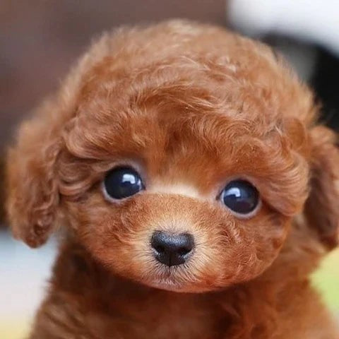 Realistic plush dog soft toy - product photo 4