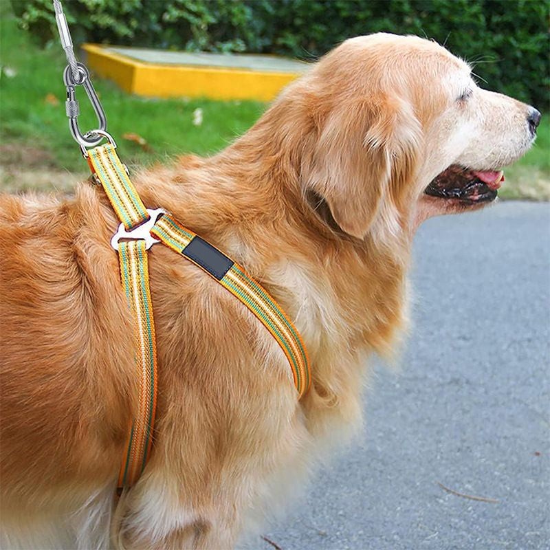 Chew-resistant steel cable dog tether - product photo 4