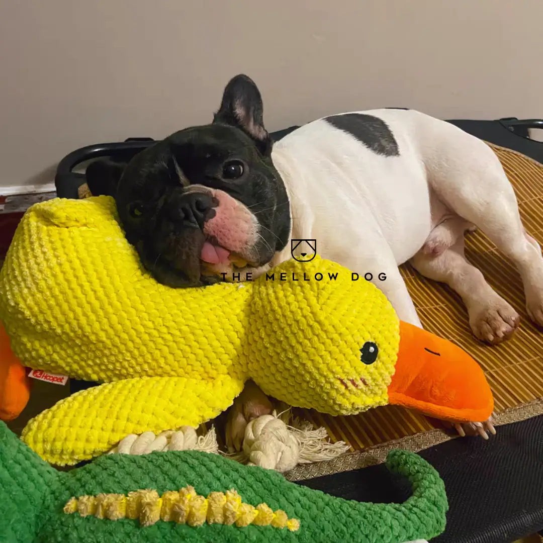 Plush dog toy - product photo 3