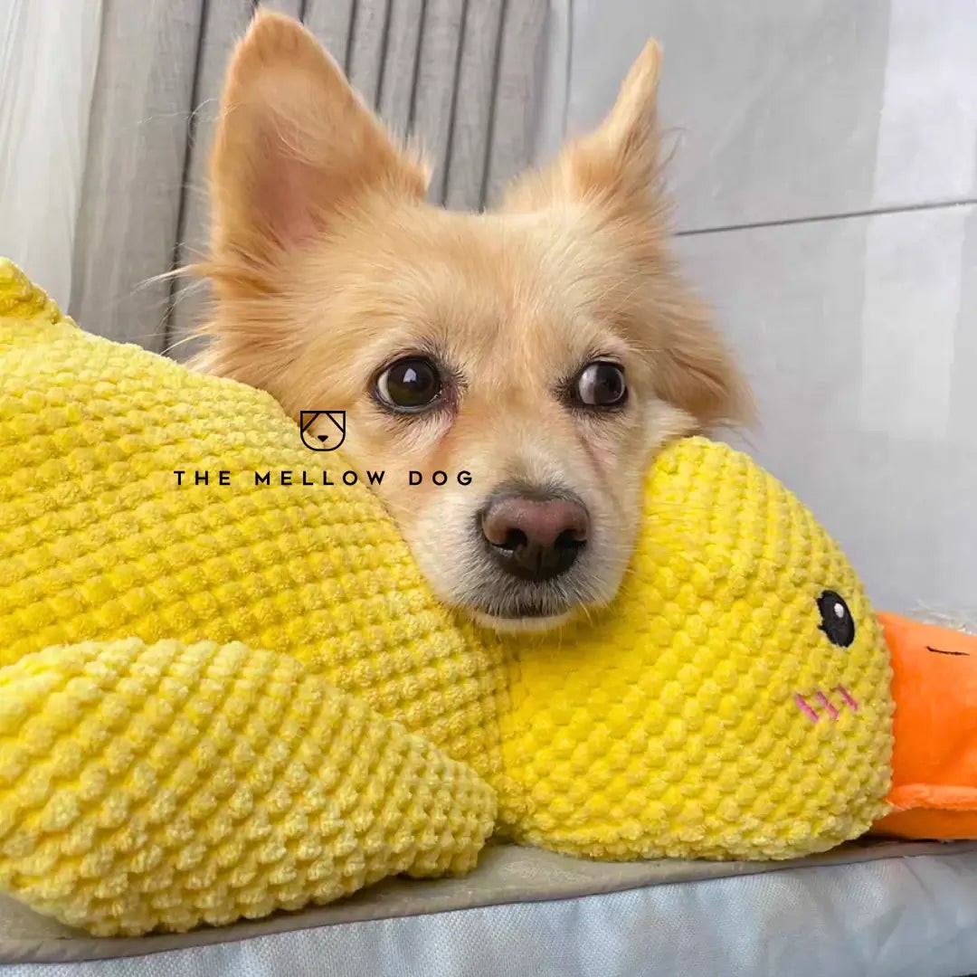 Plush dog toy - product photo 5
