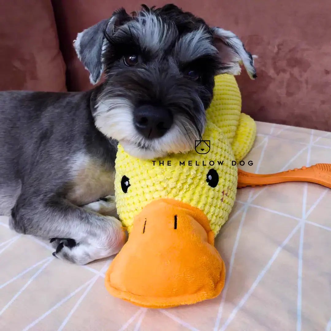 Plush dog toy - product photo 7