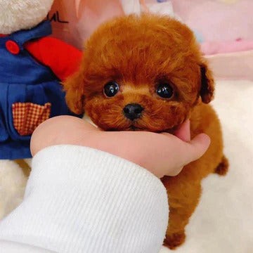 Realistic plush dog soft toy - product photo 2