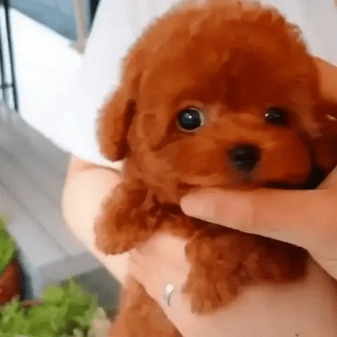 Realistic plush dog soft toy - product photo 3