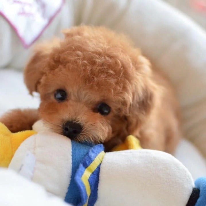 Realistic plush dog soft toy - product photo 5