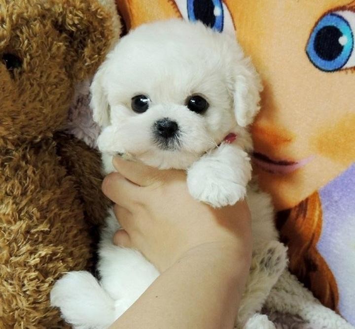 Realistic plush dog soft toy - product photo 7