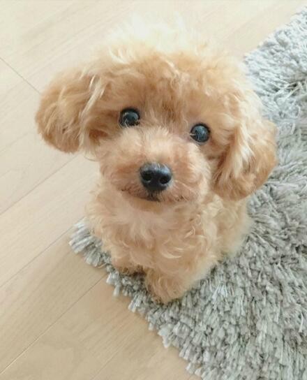 Realistic plush dog soft toy - product photo 8