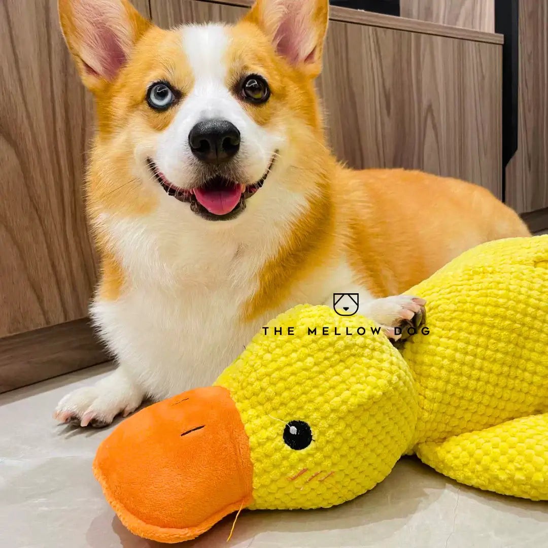 Plush dog toy - product photo 10