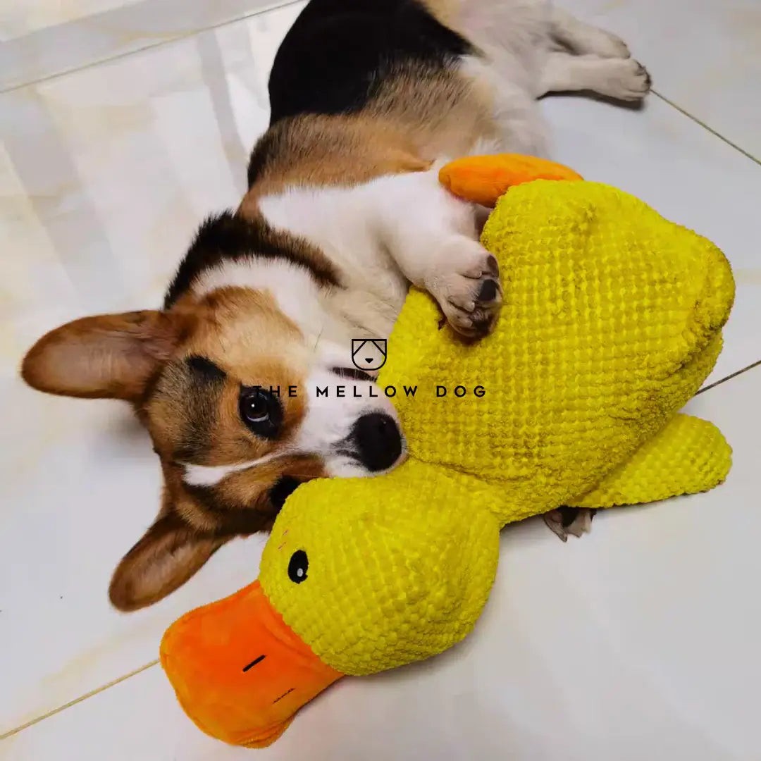 Plush dog toy - product photo 11