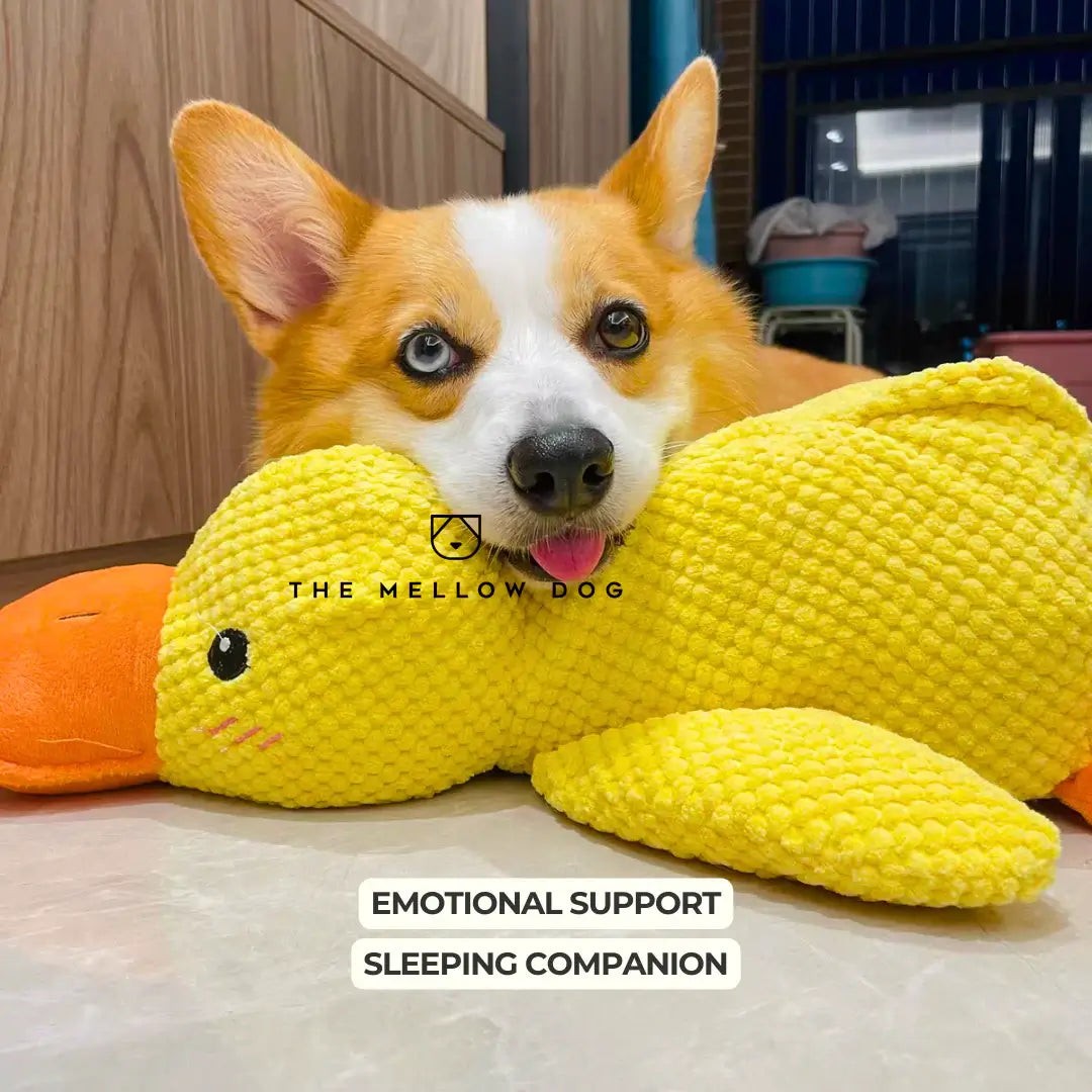 Plush dog toy - product photo 4