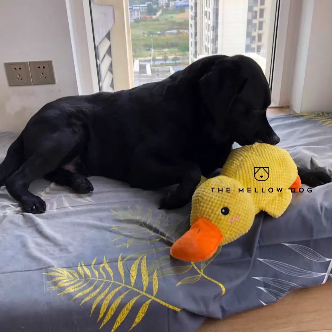 Plush dog toy - product photo 6