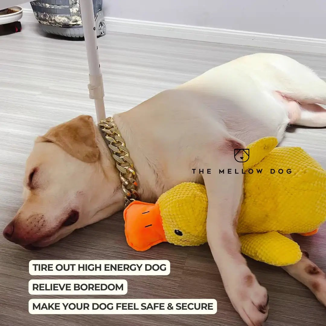 Plush dog toy - product photo 8