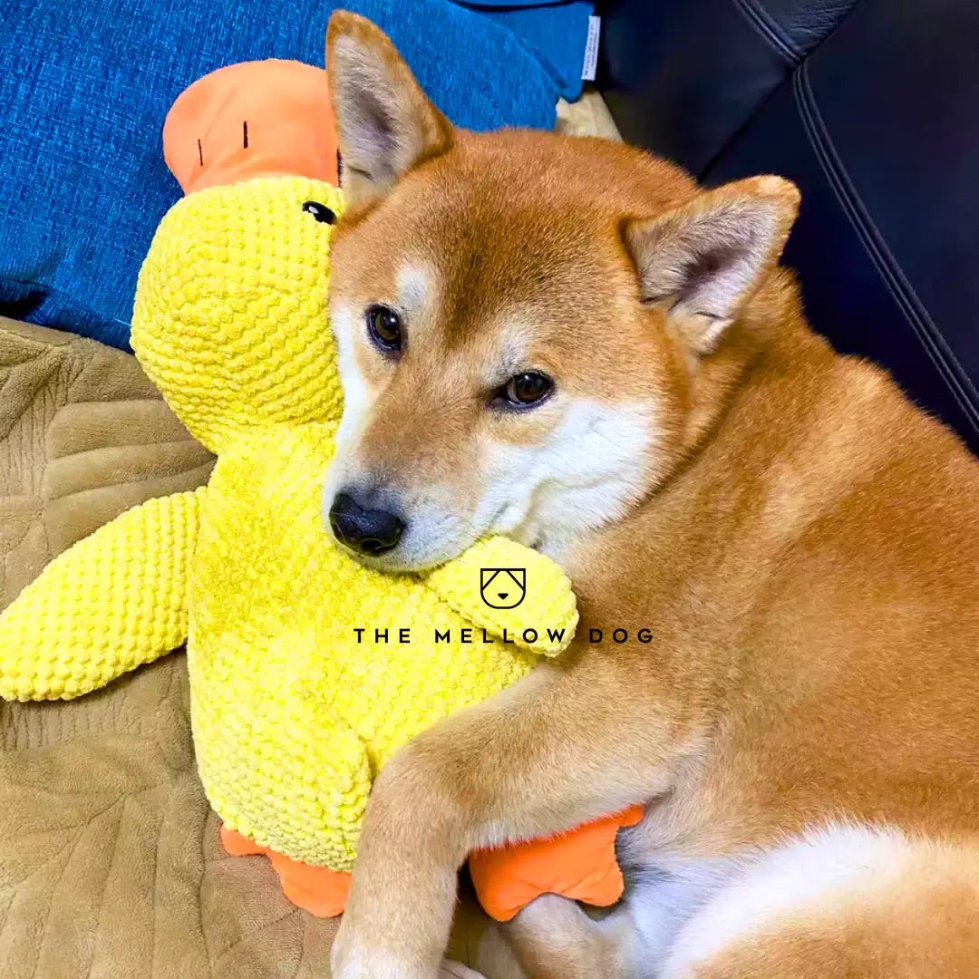Plush dog toy - product photo 9
